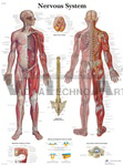 Nervous System - Anatomical Chart